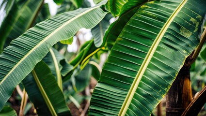 Wall Mural - lush green banana leaves with distinct textured patterns, ideal for natural backgrounds and eco-them