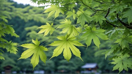 Wall Mural - lush green japanese maple leaves flourishing in summer, framed by serene nature background, symboliz