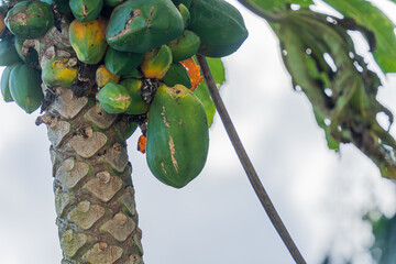 Wall Mural - Papaya trees with bunch of PawPaw Fruits