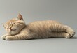© ANUAR - Relaxed and Content Ginger Cat Sleeping Peacefully on Soft Surface in Studio Lighting, Ideal for Pet Lovers and Feline Enthusiasts