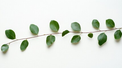 Wall Mural - Elegant Green Branch with Leaves on White Background