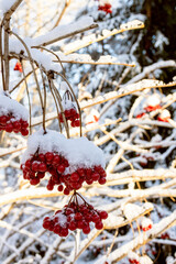 Wall Mural - red bunches of viburnum covered with snow on tree