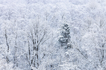 Wall Mural - snow-covered trees in forest of park in snowfall