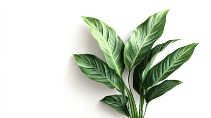 Wall Mural - Plant with vibrant green leaves on white background, simple, can be used as decoration