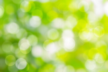 Wall Mural - green bokeh background blur, holiday wallpaper