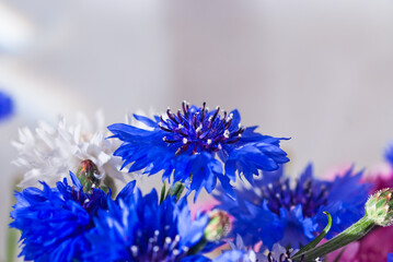 Wall Mural - bouquet of spring flowers of blue cornflowers illuminated by rays of sun on gray background