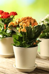 Wall Mural - Different beautiful kalanchoe flowers in pots on wooden table against blurred green background, closeup