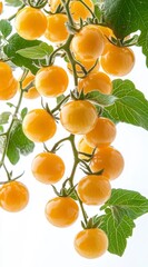 Wall Mural - Close up view of ripe yellow cherry tomatoes on the vine, against a plain white background. The tomatoes are round and glossy, with visible green