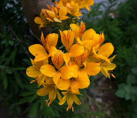 Wall Mural - patagonia flora. closeup view of alstroemeria aurea, also known as amancay, yellow flowers blooming 
