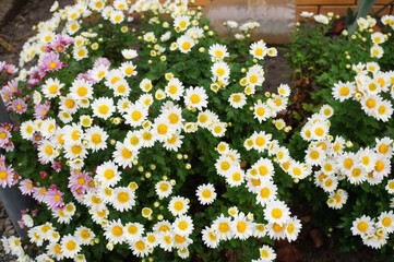 Canvas Print - A blooming chrysanthemum. White chamomile.