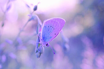 Wall Mural - A beautiful little butterfly in nature. Wildlife. Fabulous beauty.