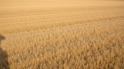 Wall Mural - Golden Wheat Field Under Bright Clear Sky in Natural Landscape