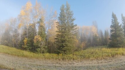 Wall Mural - View while driving through a foggy forest with brightly colored autumn northern forest
