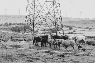 Grupo de caballos se reúnen en torno a un poste de luz en mitad del campo refugiándose en comunidad un día de viento y frío co eólicos de fondo. LA unión de la naturaleza y el progreso tecnológico. 