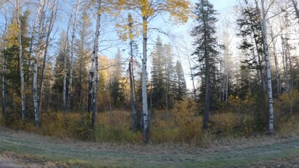Wall Mural - View to the side while driving through a foggy autumn colored forest with sun rays

