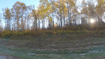 Wall Mural - View out the window while driving through an autumn colored forest with sun flashing between the trees
