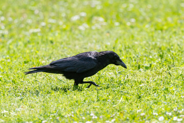 Wall Mural - Corneille noire, Corvus corone, Carrion Crow