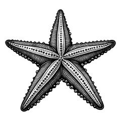 Wall Mural - starfish, showcasing intricate texture and symmetry, symbolizing marine life and ocean beauty sketch