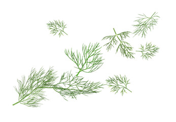 Wall Mural - Fresh green dill in air on white background