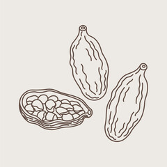 Poster - Vector illustration of aromatic Cardamom spice in minimalistic line art style. Hand drawn sketch with fruit pods of cardamon plant. Eastern traditional medicine, food, Ayurveda, harvest seeds cardamum