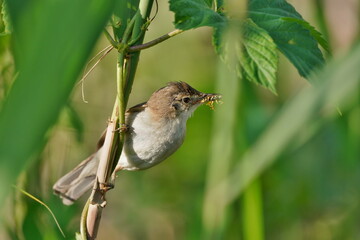 Wall Mural - A cute Common reed warbler sits on a reed stalk and has an insect in its beak.  Acrocephalus scirpaceus. A reed warbler in the nature habitat. 