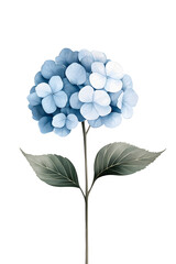 Poster - Hydrangea watercolor flowers, isolated on white background. Hortensia blossom.	