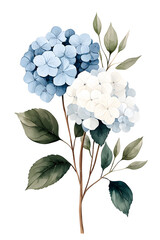 Poster - Hydrangea watercolor flowers, isolated on white background. Hortensia blossom.	