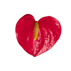 Wall Mural - Elegant red anthurium flower in heart shape isolated on transparent background.