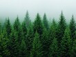 © photobuay - Exploring dense evergreen forests misty mountains nature photography tranquil environment aerial view serenity