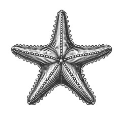 Wall Mural - starfish engraving sketch vector illustration