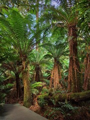 Wall Mural - Tree ferns prehistoric trees in the forests of South Australia