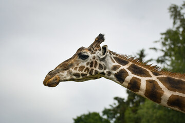 Wall Mural - The giraffe walking around its enclosure on safari. Free-roaming animals in the safari park.	
