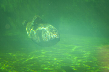 Wall Mural - Sealion is in his swimming pool in zoo. This is his habitat.	
