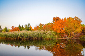 Warm colorful changing trees near a lake in autumn fall season of october. Clear water reflection of orange green yellow red leaves with plants, grass, and bushes. Nature landscape background.