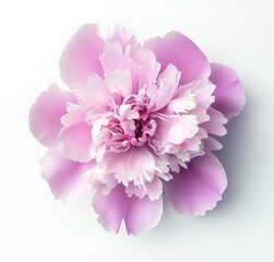 Wall Mural - A detailed shot of a pink peony flower, isolated with a clipping path, transparent background, perfect for design, and showcasing nature