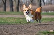 © Віталій Б. - Joyful corgi running freely through a sunny park filled with green grass in springtime