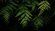 © STR_ALEX - Fern Leaves in Close-up on a Black Background, Realistic