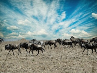Wall Mural - Herd of wildebeest walking on dry grassland in africa