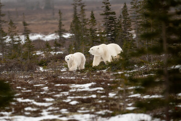 Wall Mural - Polar bear sow and cub walking over partially snow covered ground