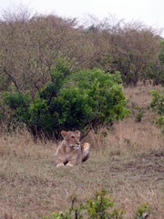 Wall Mural - Lioness resting in the african savanna near green bushes