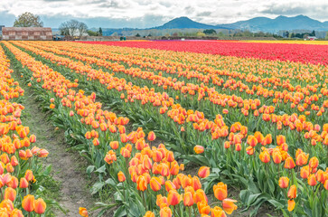 Wall Mural - USA, Washington State, Skagit Valley. Tulip fields