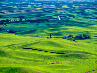 Wall Mural - USA, Washington State, Palouse Region. Rolling green hills of wheat