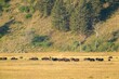 © Danita Delimont - Grand Teton National Park, Wyoming, USA. Bison herd grazing near Mormon Road.
