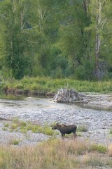 Wall Mural - Grand Teton National Park, Wyoming, USA. Baby moose calf beside Gros Ventre River.