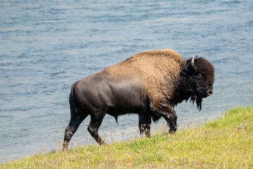 Wall Mural - Yellowstone National Park, Wyoming, USA. Wet bison after swimming in the Yellowstone River.