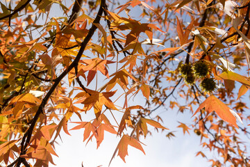 Wall Mural - red amber tree in the autumn season in sunny weather