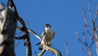 a peregrine falcon 