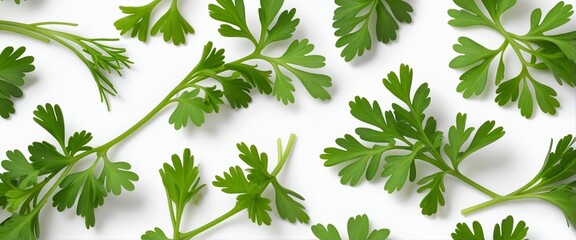 Wall Mural - Fresh Parsley Sprigs on White Background for Culinary Use