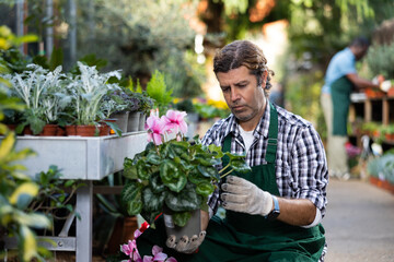 Wall Mural - European gardener working in a flower hothouse inspects Cyclamen in pots for the presence of flower disease