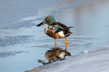 Wall Mural - Male northern shoveler walks in the melting ice atop a frozen lake.